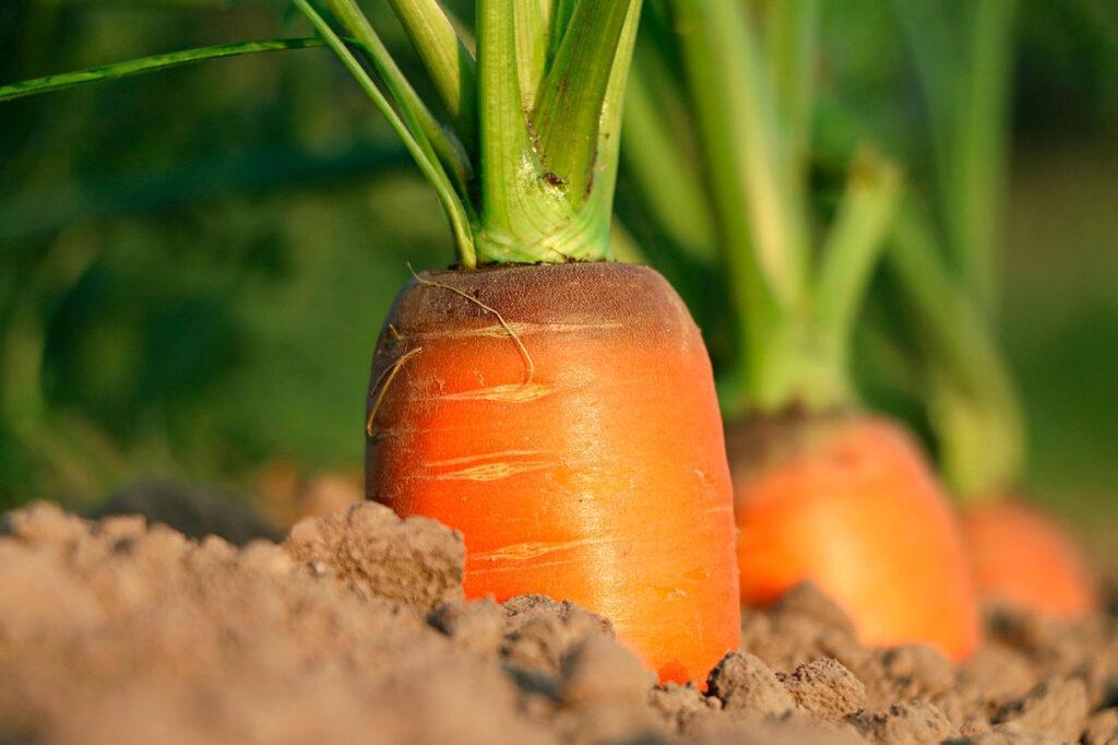 Las zanahorias excelente fuente de vitamina A