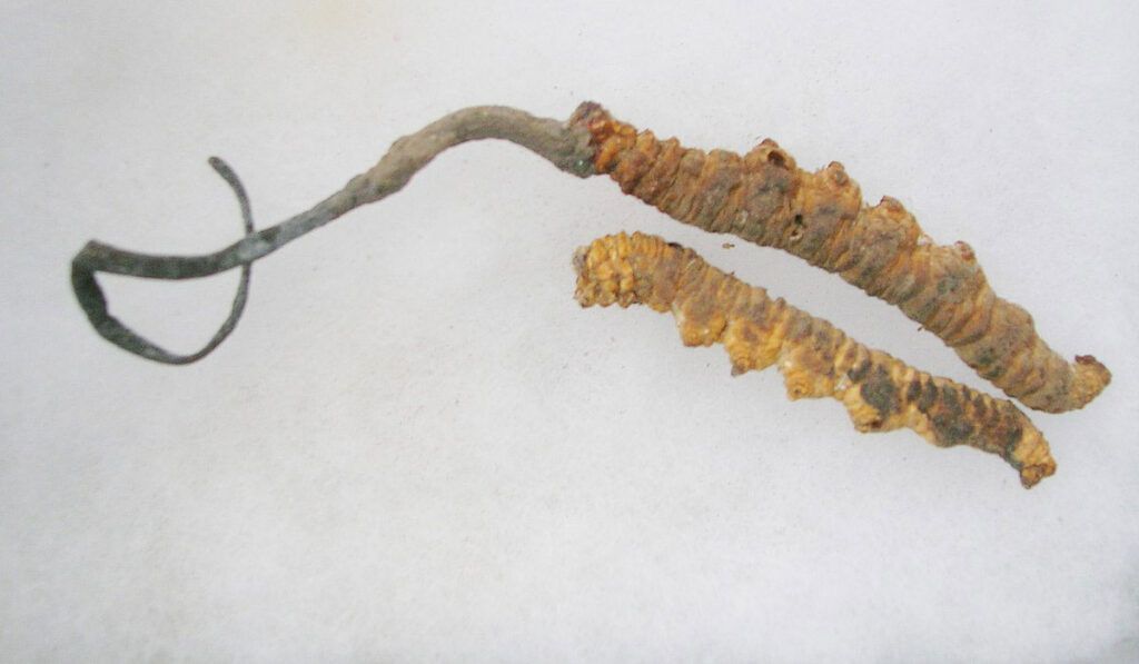 Propiedades nutritivas y saludables del Cordyceps sinensis u Hongo oruga